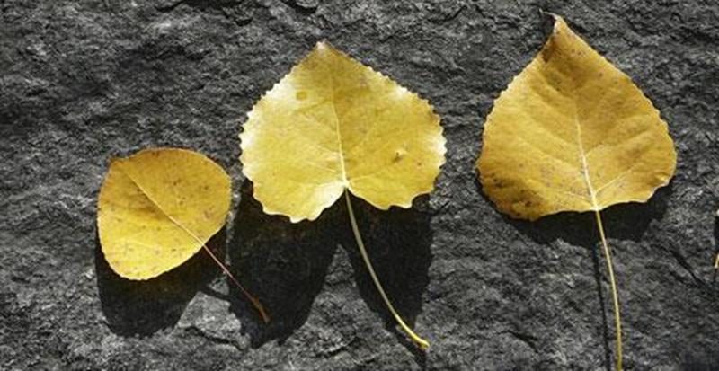 Les feuilles dorées de cette photo sont semblables, mais elles appartiennent en fait à des espèces d'arbres différentes.