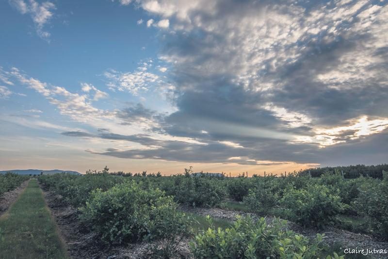 Les terres noires sont plus vulnérables face au vent et à l’eau. Ici, une culture pérenne, le bleuet, a été préférée aux cultures annuelles traditionnelles. En plus d’aider à contrôler les mauvaises herbes, le paillis et les sentiers gazonnés protègent le sol de l’érosion. Crédit : Claire Jutras