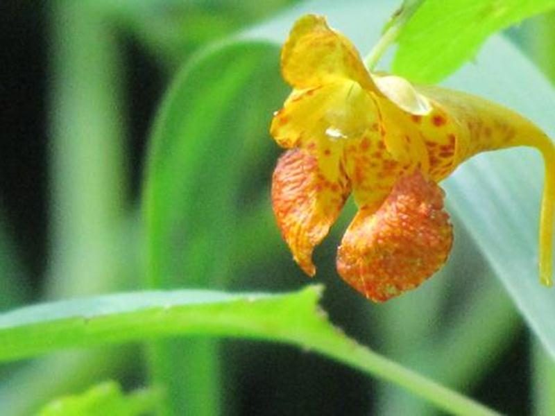 Le dimanche 11 septembre, dès 9 heures, François Tétreault nous invite à une activité d’observation et d’identification des plantes sauvages automnales. Plusieurs espèces sont en pleine floraison, d’autres attirent l’attention par leurs fruits. N'oubliez pas vos jumelles : quelques oiseaux peuvent nous surprendre. L’activité dure environ 90 minutes. Afin d’éviter le piétinement, l’observation se fait à partir des sentiers; la cueillette étant interdite, nous vous suggérons d’apporter carnet de n