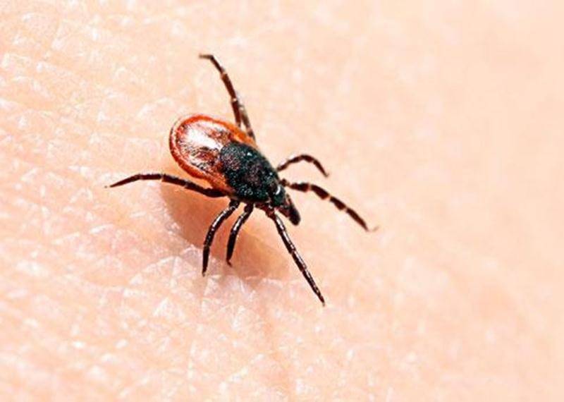 La maladie de Lyme est transmise aux humains par la piqûre des tiques à pattes noires infectées par la bactérie <em>Borrelia burgdorferi</em>.