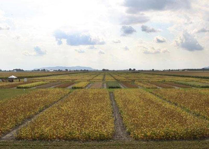 La Ferme de recherche en productions végétales appartenant à La Coop fédérée s'étend sur une superficie de 110 hectares à Saint-Hyacinthe.
