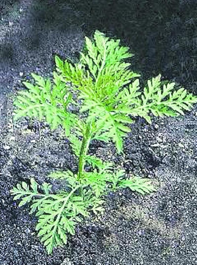 Un plant d’herbe à poux en juillet  (stade végétatif).