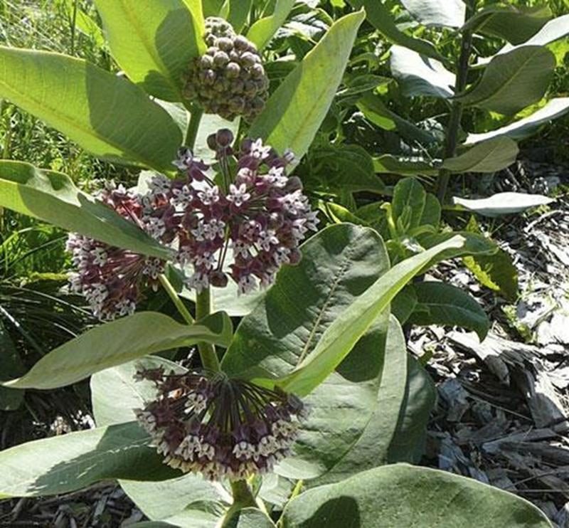 L'asclépiade commune (Asclepias syriaca ) est une plante indispensable à la survie du papillon Monarque.