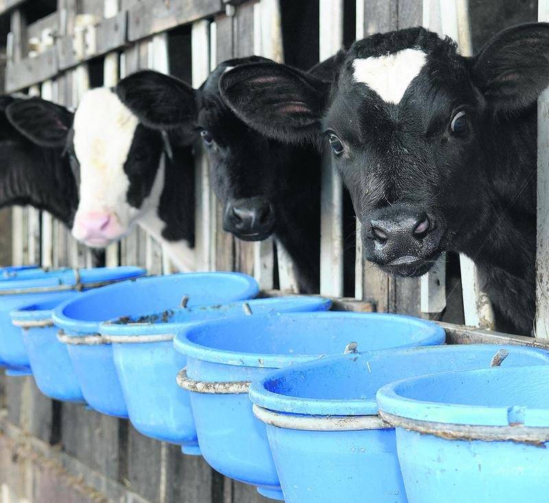 L’industrie du veau de lait se retrouve sous la loupe de la Financière agricole du Québec.  Photo iStock