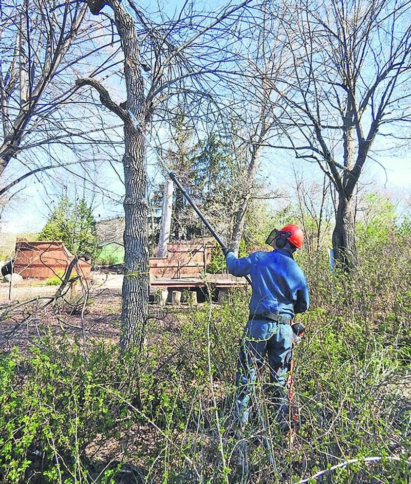 Le dépistage de l’agrile du frêne a été effectué à l’égard des 50 spécimens que l’on trouve à l’ITA, campus de Saint-Hyacinthe et au Jardin Daniel A. Séguin.