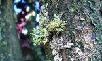 Dimanche-découverte du 19 octobre : les lichens d’automne