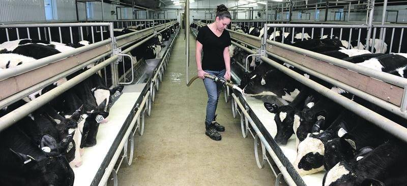 L’industrie du veau de lait au Québec devra se passer du programme d’Assurance stabilisation des revenus agricoles (ASRA) en 2016.  Photothèque | Le Courrier ©