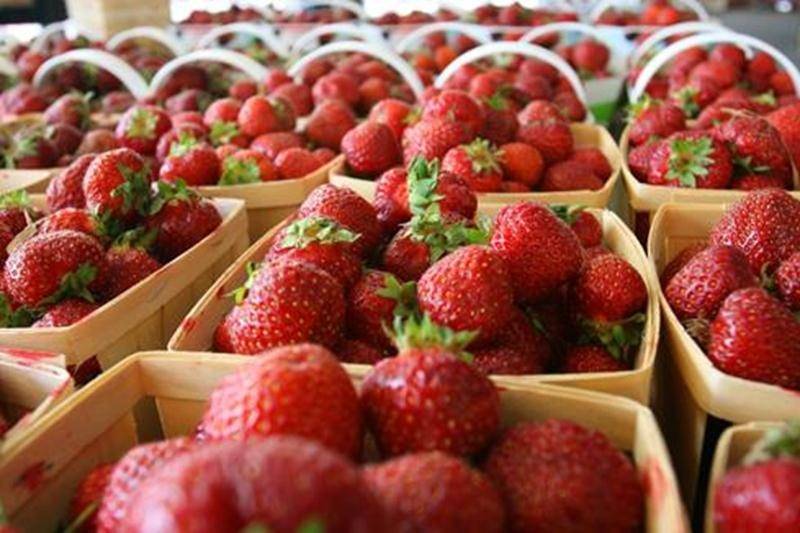 Les producteurs de fraises s'entendent pour dire que malgré les pluies du printemps et le gel de l'hiver, la récolte 2011 devrait être haute en saveurs!
