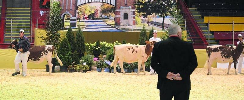 Les jugements de vaches laitières aux caractéristiques exceptionnelles fut le point d’orgue du Suprême laitier. Photo François Larivière | Le Courrier ©