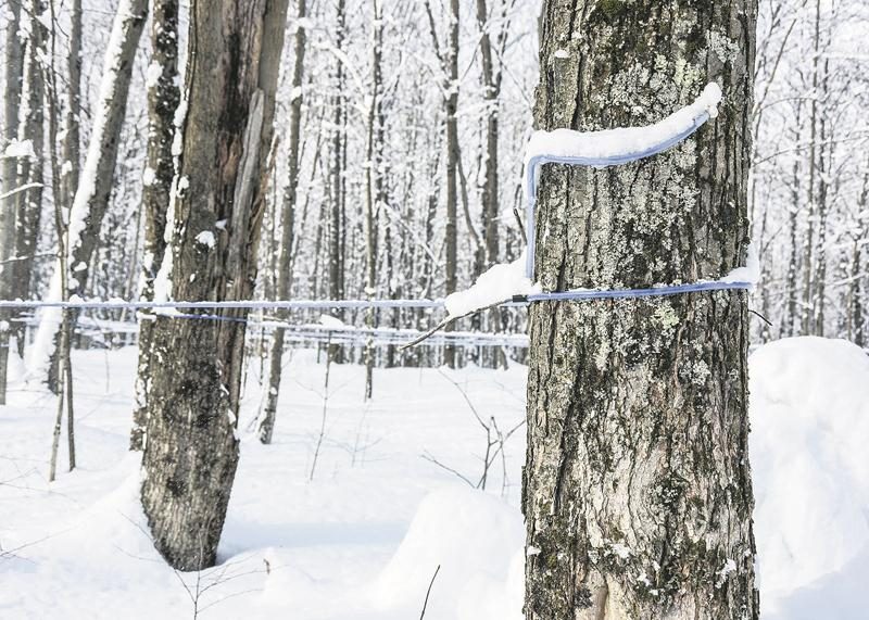 Le printemps 2016 a débuté par une récolte de sirop d’érable supérieure à la moyenne, tant en quantité qu’en qualité. Photo François Larivière Le Courrier