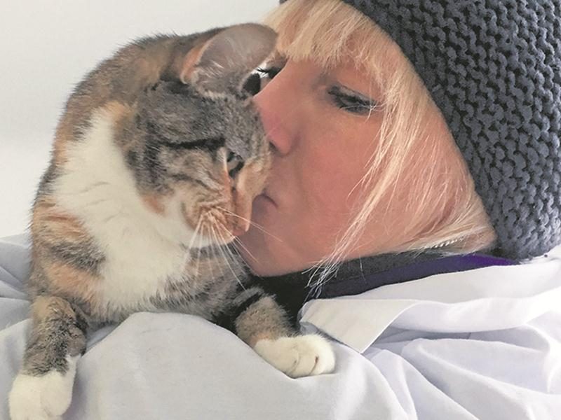 Chats en pleine santé et affectueux à la recherche d’une famille