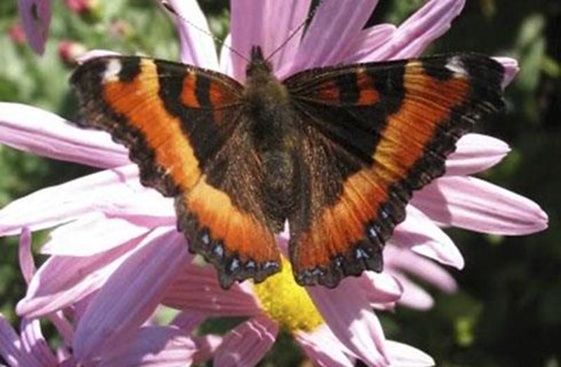 De nombreux papillons sont attirés par les milliers de fleurs et la belle biodiversité de la Réserve naturelle Boisé-des-Douze. Joignez-vous au groupe d'observateurs le dimanche 20 juillet. Apportez votre caméra. Point de rencontre : dès 9 h au stationnement de la rue Brouillette. Tarif : contribution volontaire et gratuité pour les membres. Inscription : jkirouac@sciencepourtous.qc.ca ou 450 768-6900. Informations et itinéraire sur boisedesdouze.org.