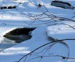 Dimanche-découverte du 16 février à la réserve naturelle Boisé-des-Douze