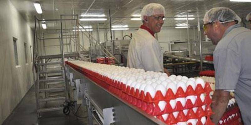 Plus de 1,5 million d'oeufs sont transformés chaque jour à l'usine d'Upton.