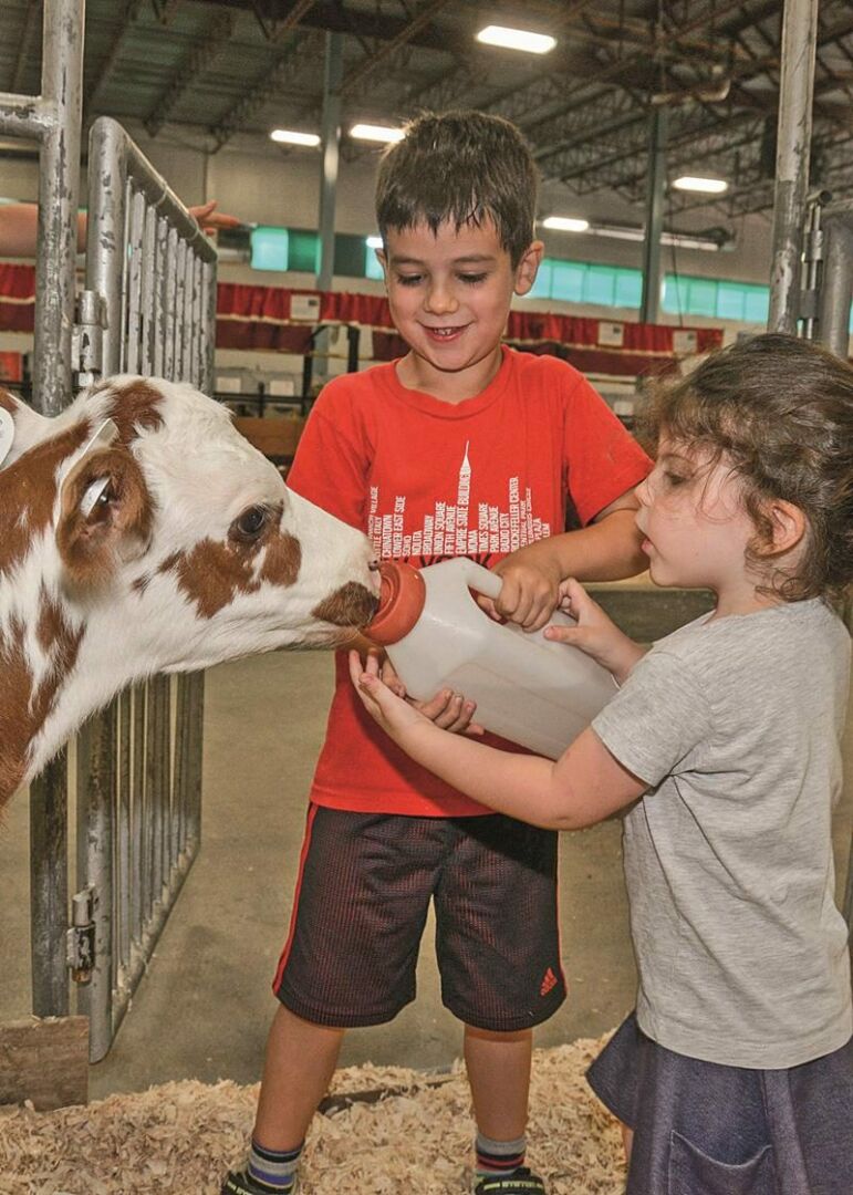 Pour la première fois à l’Expo, il est possible pour les enfants de nourrir des animaux de la ferme dans une pouponnière spécialement aménagée. Sur la photo, ce veau semble apprécier cette nouveauté.  Photo François Larivière | Le Courrier ©