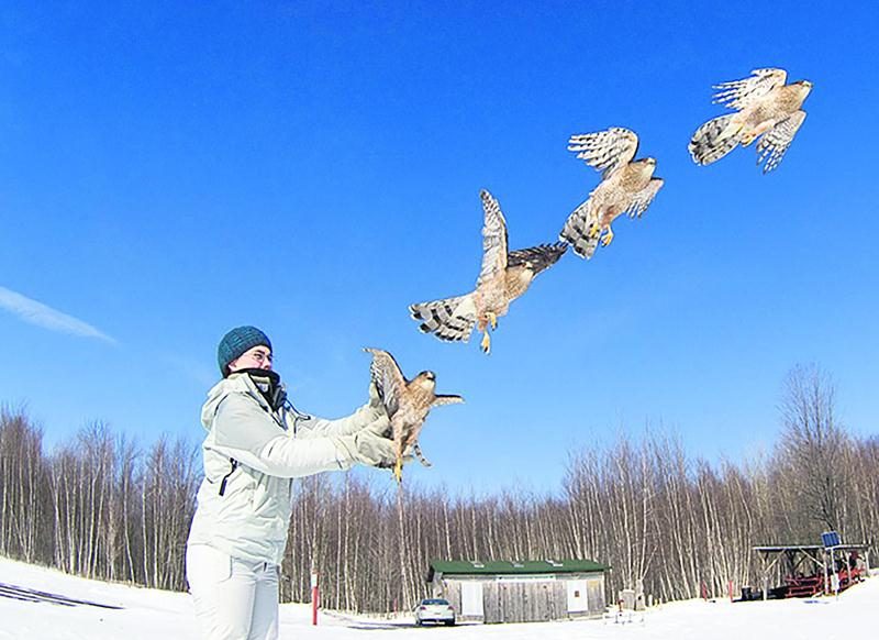 Après les soins, le repos et la réhabilitation, de 40 à 45 % des oiseaux de proie sont remis en liberté, selon la COP. Photo Simon Chaloux