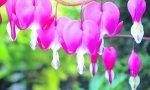 Conférence en horticulture le 20 octobre : plantes d’ombre