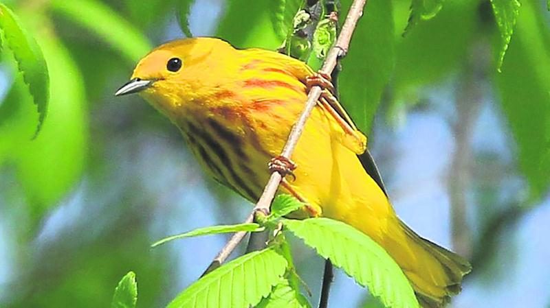 Sur la photo, une paruline jaune (mâle).