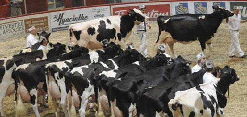 La Société d'agriculture de Saint-Hyacinthe souhaite créer une exposition laitière internationale permettant de regrouper l'exposition internationale Holstein Québec et Agri-Vision.