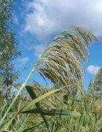 Des phragmites et des abeilles