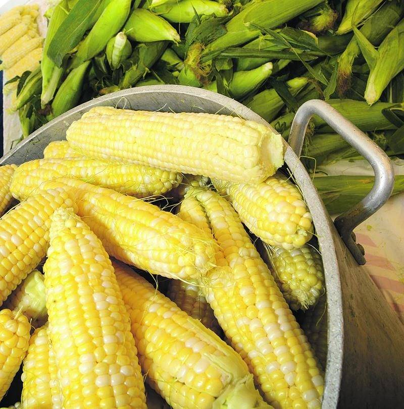 Maïs éclatés et maïs sucrés seront offerts gratuitement toute la durée du Festival du maïs de Saint-Damase qui aura lieu du 30 juillet au 2 août. Photothèque | Le Courrier ©