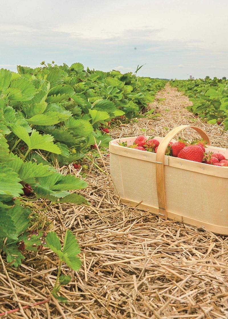 La saison des fraises a été écourtée d’une dizaine de jours en raison des pluies abondantes. Photo François Larivière | Le Courrier ©
