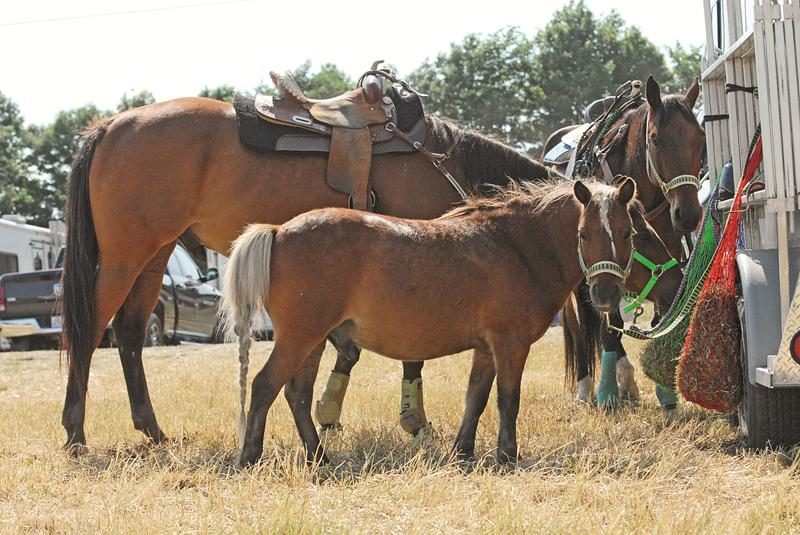 Plus de 250 cavaliers avaient participé à la première édition du RC Show l’an dernier.  Photo Courtoisie