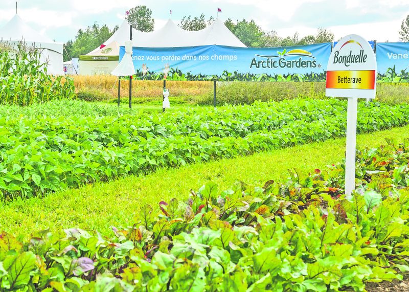 Une portion du site est réservée aux semenciers. Bonduelle Canada, une entreprise spécialisée dans la transformation de légumes, avait semé des betteraves, des haricots, des petits pois et du maïs sucré.