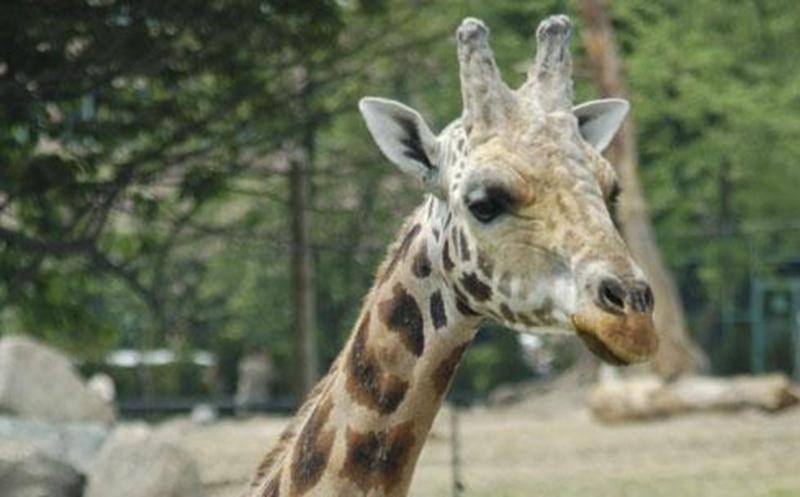 La Faculté de médecine vétérinaire de Saint-Hyacinthe a été mandatée pour faire la nécropsie de Garth, une girafe de 19 ans du Zoo de Granby, mort après s'être retrouvé dans une position anormale.