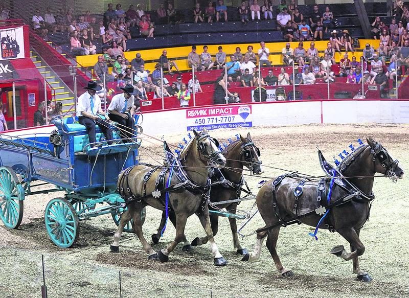 Le Concours provincial d’attelages demeure une tradition de l’Expo. Année après année, les spectateurs y découvrent les plus beaux chevaux du Québec.  Photo Robert Gosselin | Le Courrier ©