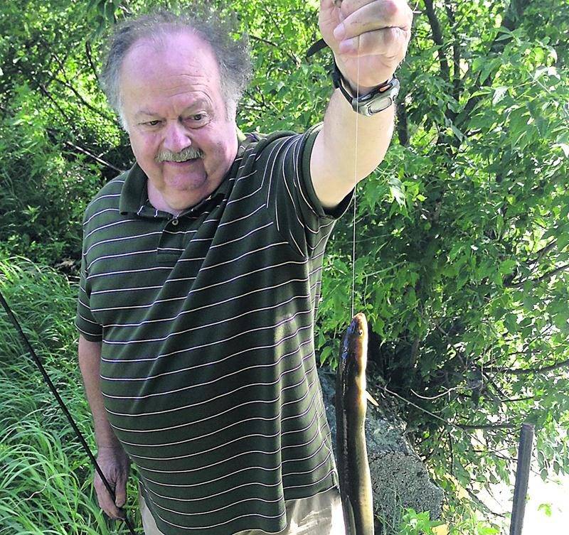 Serge Rodier tenant l’anguille juvénile qu’il a pêchée dans le rivière Noire en juillet 2013. Photo Courtoisie de Richard Lebeau
