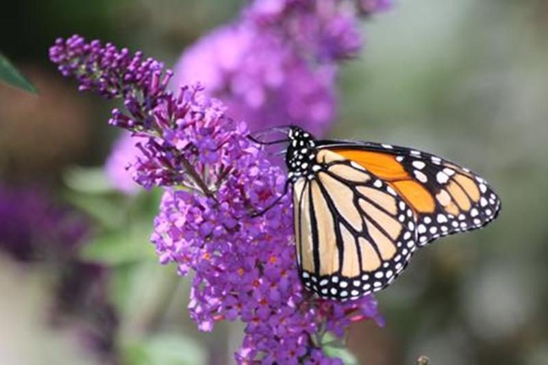 Le Jardin Daniel A. Séguin de Saint-Hyacinthe présente une Journée découverte « Éveil des sens » le dimanche 28 août de 10 h à 17 h. Cette journée vous fera connaître les talents et les produits de nos artistes et artisans locaux : Le Boucanier, l'érablière l’Autre Versan, le Vignoble les Murmures, L’Heure du thé, Sauge d’une nuit d’été et Les Papiers Caval. La coiffeuse D Fanta Zi sera là pour vous inspirer un look africain et Anne Tsujimoto, de YogaFit, accomplira avec vous une petite séance d