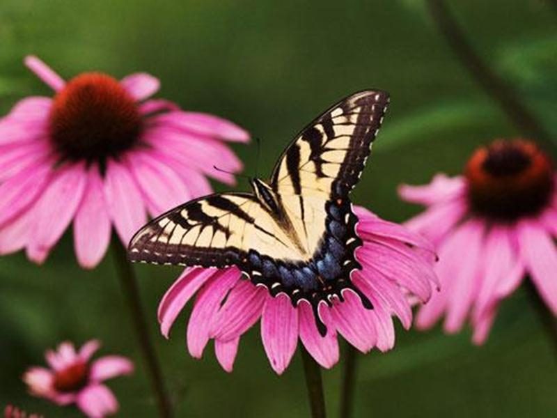 De nombreux papillons sont attirés par les milliers de fleurs et la belle biodiversité de la Réserve naturelle Boisé-des-Douze. Joignez-vous au groupe d'observateurs pour les admirer et les identifier. Apportez votre caméra. Point de rencontre : dès 9 h au stationnement de la rue Brouillette. Tarif : contribution volontaire et gratuité pour les membres. Inscription : jkirouac@sciencepourtous.qc.ca ou 450 768-6900. Informations et itinéraire sur boisedesdouze.org.