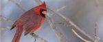 Ornithologie : deux rendez-vous en fin de semaine