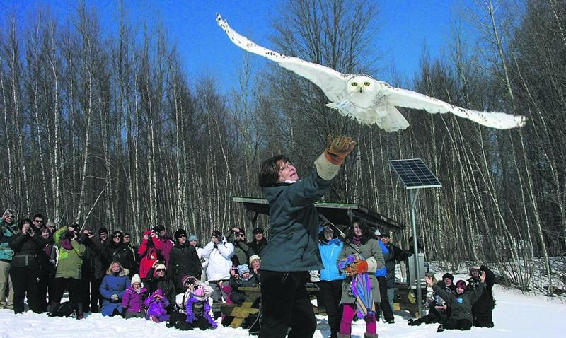 Pendant la relâche scolaire, plusieurs activités pour toute la famille animeront le site de Chouette à voir! à Saint-Jude. Parmi celles-ci, la remise en liberté d’un oiseau réhabilité.