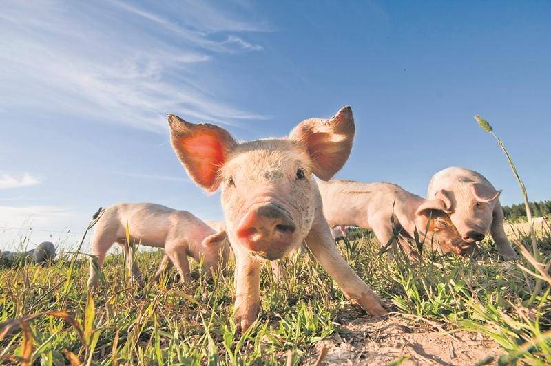 Un signal positif pour la production porcine et la région