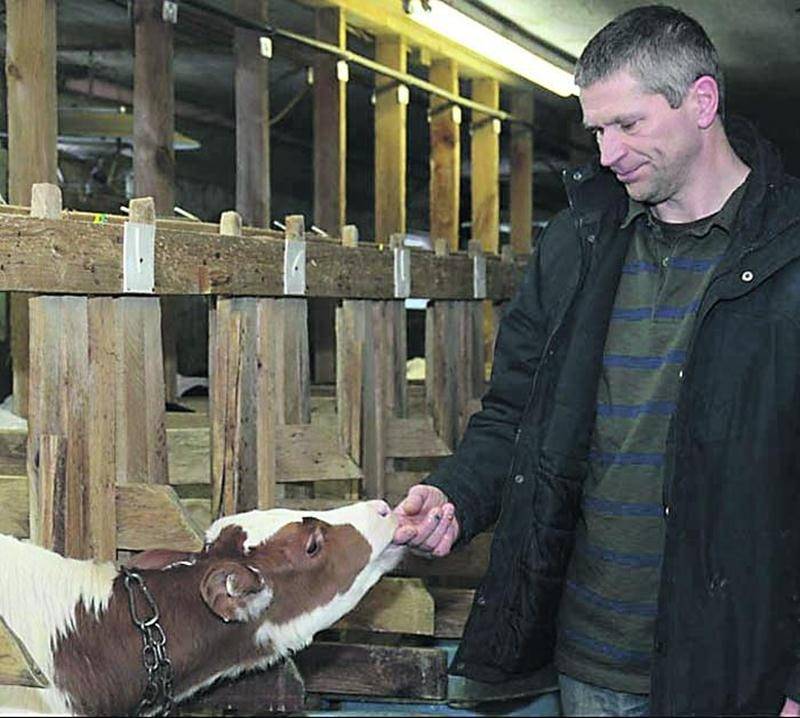 L’éleveur de veau de lait André Lussier dans son étable à Saint-Dominique. Photo François Larivière | Le Courrier ©