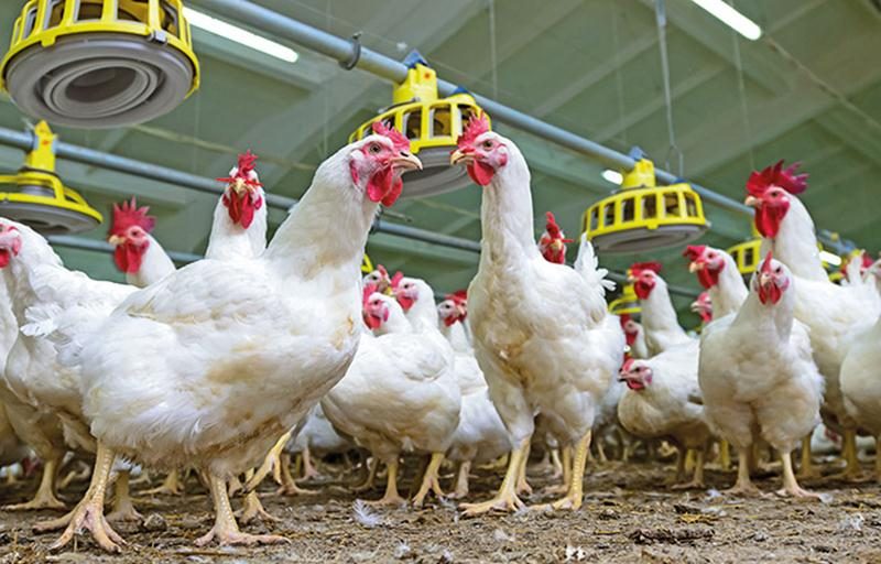 Les éleveurs contestent le monopole d’Exceldor et Olymel