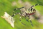 Dimanche-découverte du 21 août :les araignées au boisé des Douze