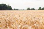 Crise dans la recherche en agriculture au Québec (CÉROM)