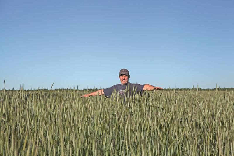 En juin, le seigle d’automne était déjà à pleine hauteur. En plus de faire partie des rotations de culture, principe favorisant la diversité et limitant l’appauvrissement des sols, cette céréale, semée à l’automne, ne laisse pas le sol à nu et vulnérable à l’érosion pendant l’hiver.  Photo Hélène Brien | MRC ©