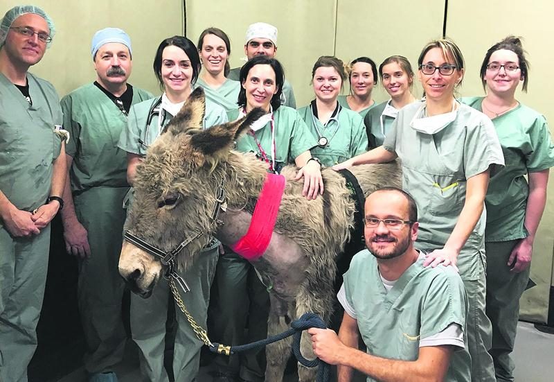 Sur la photo on aperçoit tous les intervenants qui ont participé à l’implantation par voie transveineuse d’un stimulateur cardiaque sur une ânesse.
