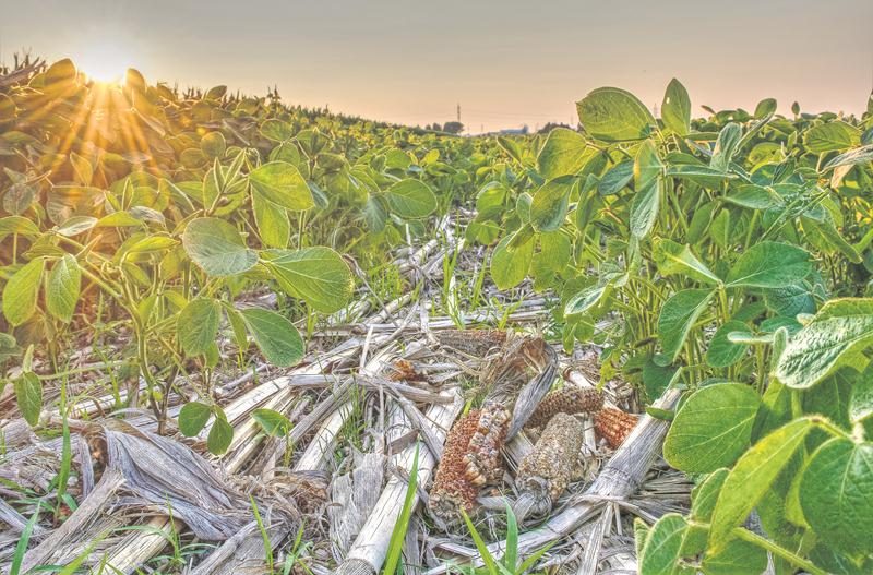 Le semis direct consiste à semer directement dans les résidus de culture de l’année précédente. Cette approche préconisée par les agriculteurs et agricultrices soucieux de préserver le sol, limite le plus possible les interventions mécaniques. Le soya se pointe à travers les résidus de maïs qui eux serviront à alimenter les microorganismes bénéfiques du sol. Crédit : Nathalie Roy