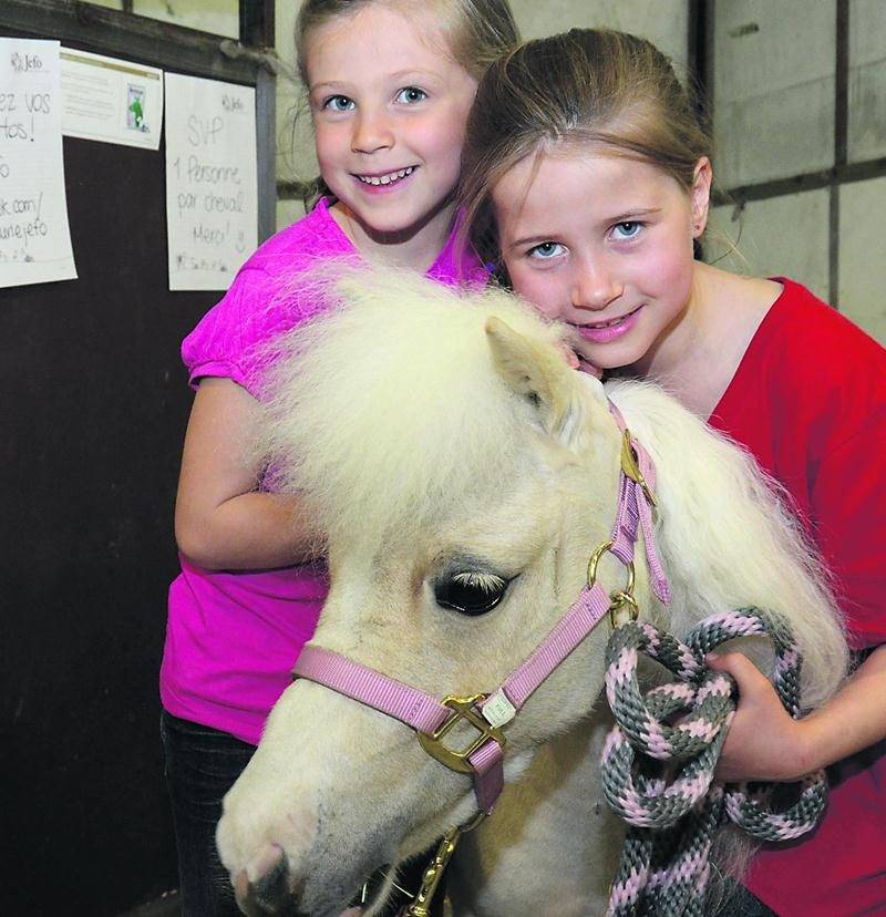 Les chevaux miniatures ont attiré l’attention de plusieurs jeunes au Salon du cheval.