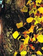 Dimanche-découverte au Boisé des Douze le 18 octobre