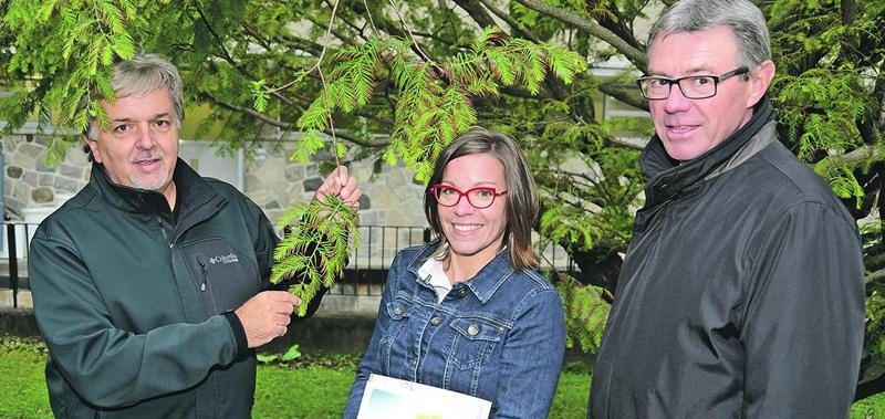 Guy Laliberté, enseignant de l’ITA, en compagnie de la coordonnatrice en environnement à la Ville, Caroline Cormier et du maire de Saint-Hyacinthe, Claude Corbeil, devant un métaséquoia de l’Ouest qui a été planté sur le campus par le regretté Daniel A. Séguin. Photo Robert Gosselin | Le Courrier ©