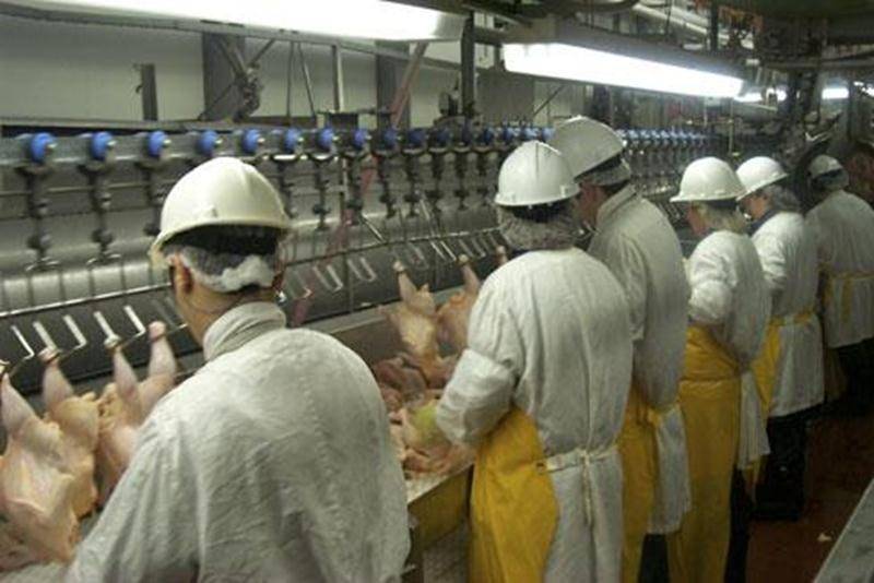La totalité de la production de l'usine Olymel de Saint-Damase spécialisée dans l'abattage et la découpe de poulets est halal.