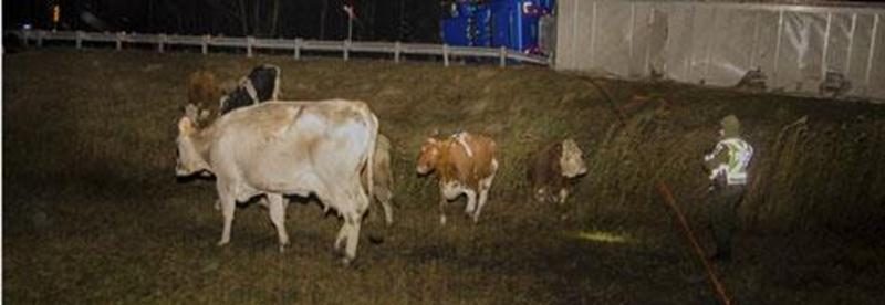 Une sortie de route impliquant un semi-remorque transportant une trentaine de vaches a paralysé l'autoroute 20 en direction ouest à la hauteur de Sainte-Hélène-de-Bagot vers 2 h 30 dans la nuit du 6 au 7 novembre. Une douzaine de vaches se sont retrouvées à l'extérieur du semi-remorque renversé sur le côté. Les policiers ont été contraints d'en tuer six, puisqu'elles étaient blessées et représentaient un danger. Six autres ont survécu. Une seule voie a été ouverte pendant plusieurs heures avant