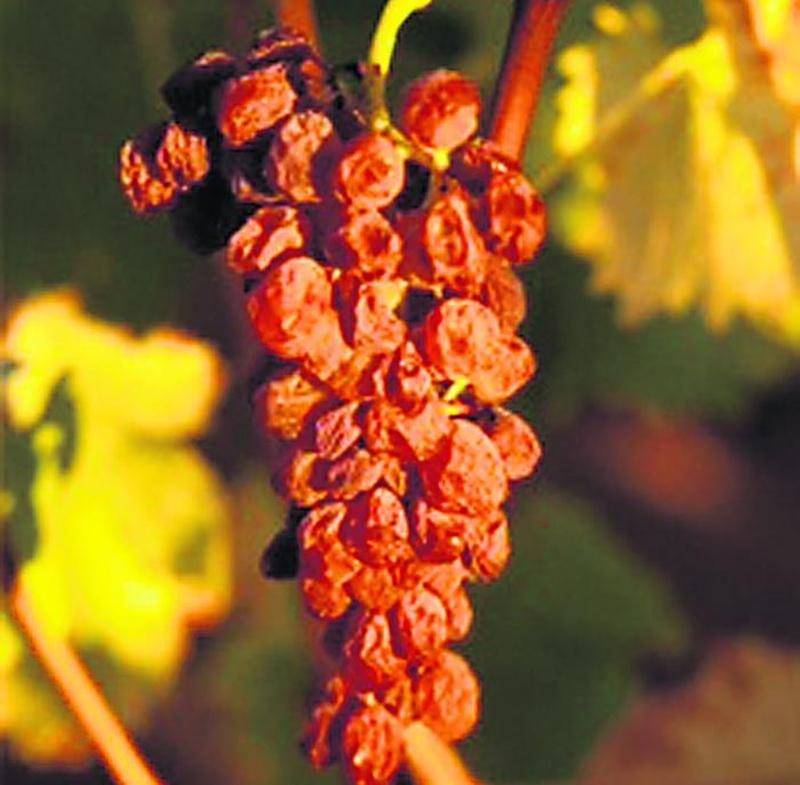 Muscat à petits grains passerillé (séché) sur pied, qui servira à l’élaboration du Vin de Constance.