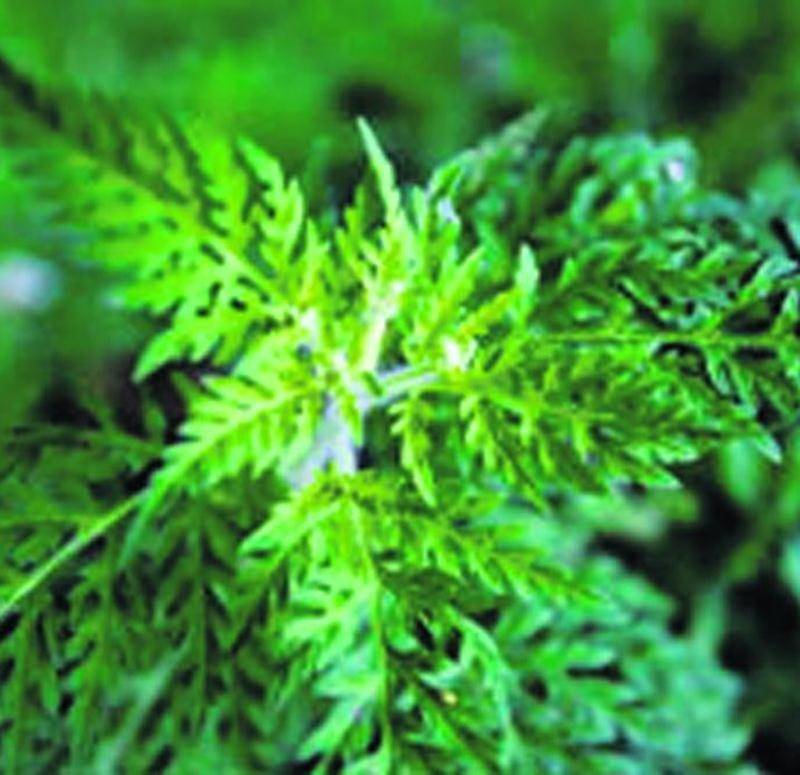 L’herbe à poux (Ambrosia artemisiifolia) est sans danger au toucher en tout temps. Avant la floraison, même les personnes allergiques peuvent en arracher sans problème.